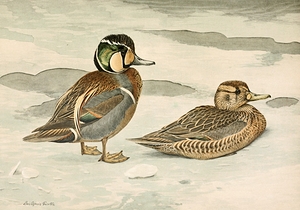 Formosan Teal [1922–26] by Louis Agassiz Fuertes [1874–1927]